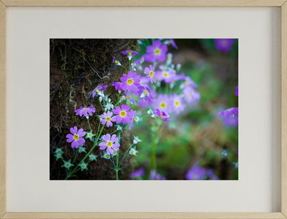 Set of 4 Flower Wall Art Prints – Lotus, Red Bloom, Bell Flower & Lavender Theme | Fibre Photo Artwork for Home Decor | Modern Framed Floral Art Panels