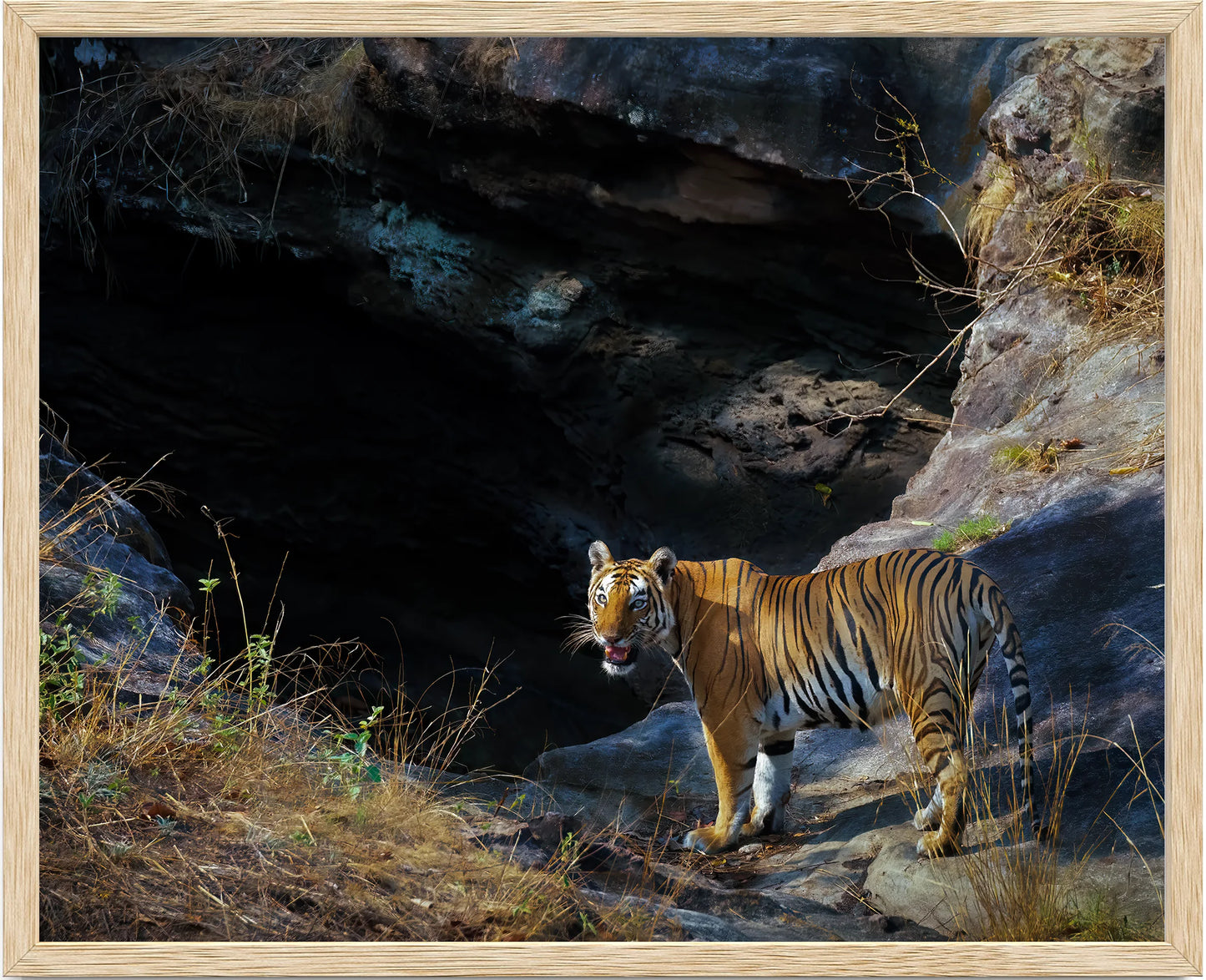 Fine Art Bandhavgarh National Park Framed Tiger Around Water Hole - Tiger Photo Home Decor- Wooden Photo Frame- Tiger Wooden Fine Art
