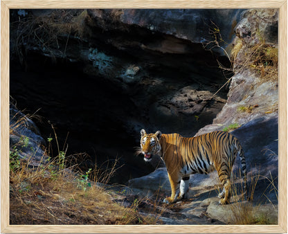Fine Art Bandhavgarh National Park Framed Tiger Around Water Hole - Tiger Photo Home Decor- Wooden Photo Frame- Tiger Wooden Fine Art