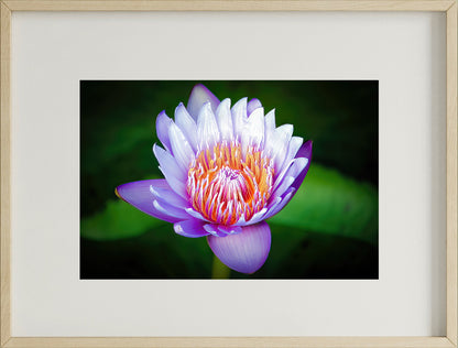 Set of 4 Flower Wall Art Prints – Lotus, Red Bloom, Bell Flower & Lavender Theme | Fibre Photo Artwork for Home Decor | Modern Framed Floral Art Panels