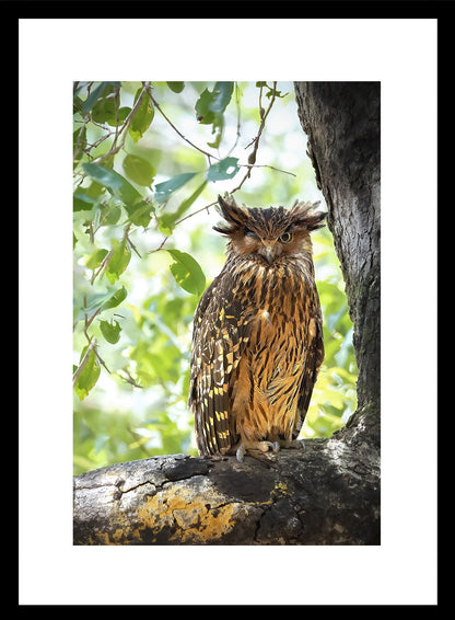 Set of 6 Nature & Wildlife Framed Photo Art for home decor - Black Frame Diwali Gift