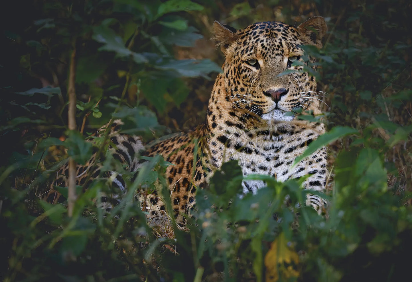 Mowgli: The Sunlit Phantom