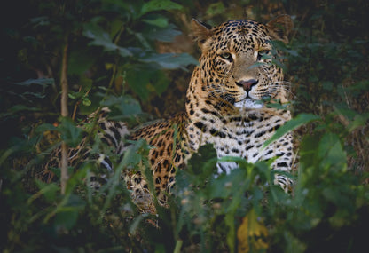 Mowgli: The Sunlit Phantom