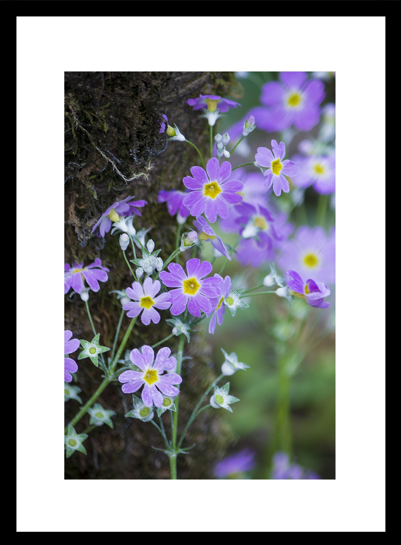 Set of 6 Nature & Wildlife Framed Photo Art for home decor - Black Frame Diwali Gift