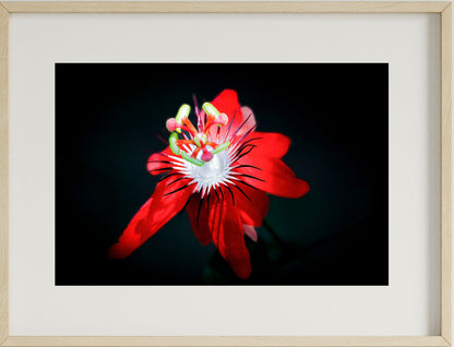 Set of 4 Flower Wall Art Prints – Lotus, Red Bloom, Bell Flower & Lavender Theme | Fibre Photo Artwork for Home Decor | Modern Framed Floral Art Panels