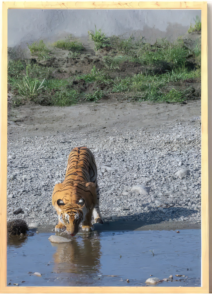 Let Me Take Rest — Tiger, Fine Art Photography | Limited Edition
