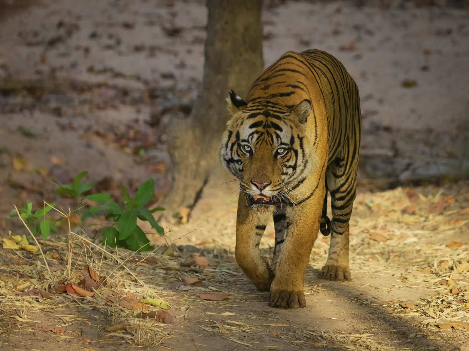 Few meter from the Tiger