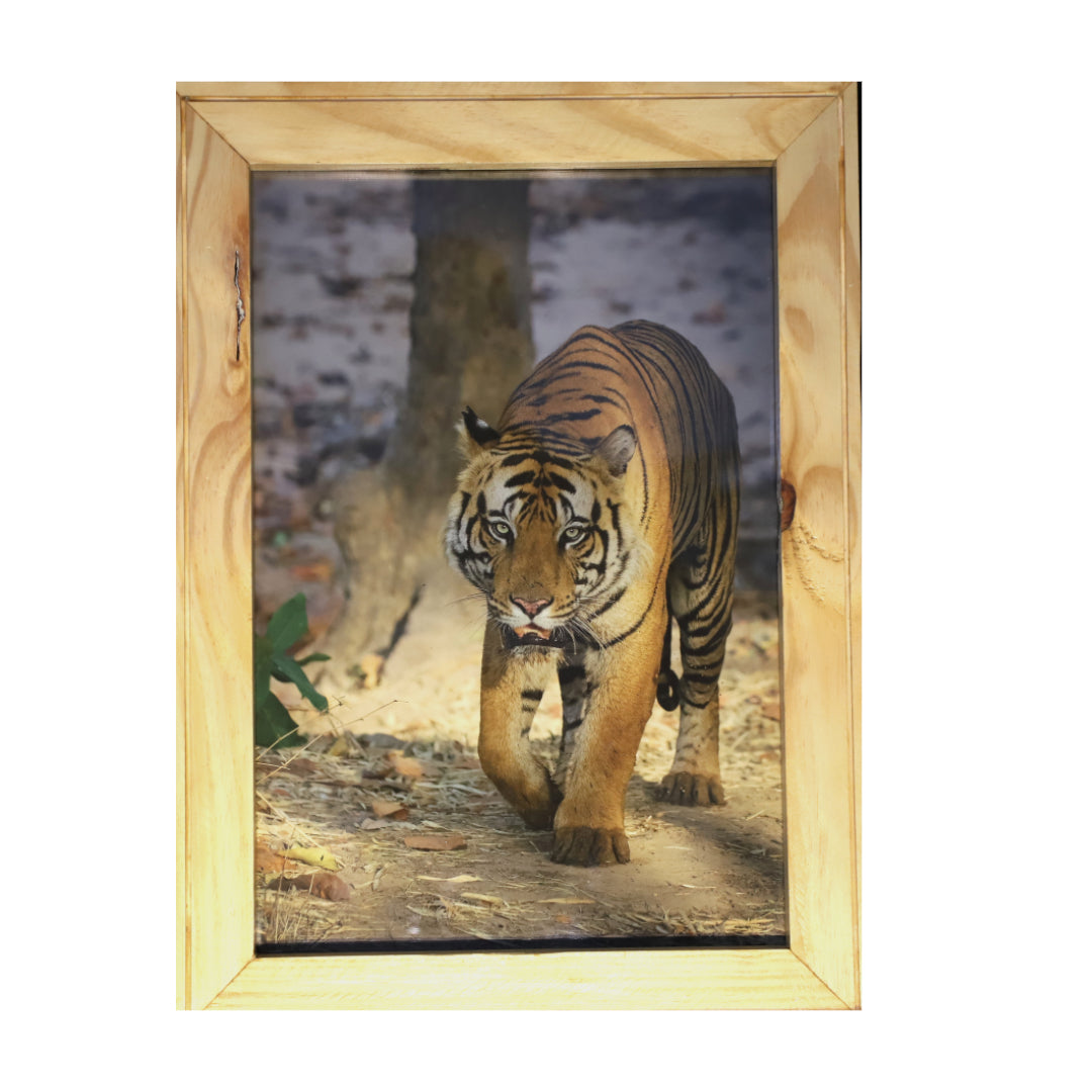 Five Meters from Majesty – A Close Encounter in Bandhavgarh