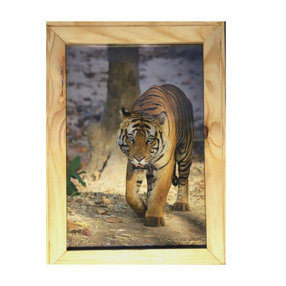 Five Meters from Majesty – A Close Encounter in Bandhavgarh