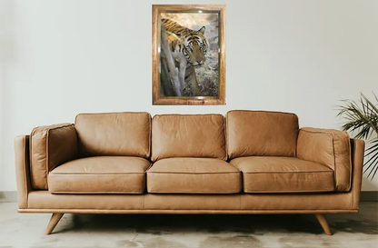 Tiger's Gaze - Captivating Close Encounter in Pench National Park - Framed Tiger Photo for Home Decor