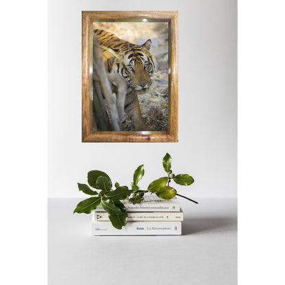 Tiger's Gaze - Captivating Close Encounter in Pench National Park - Framed Tiger Photo for Home Decor
