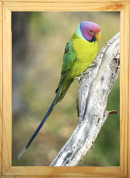 पन्ना का छिपा हुआ रत्न 