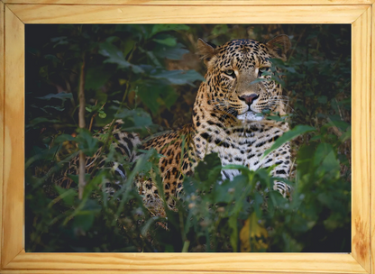 Mowgli: The Sunlit Phantom