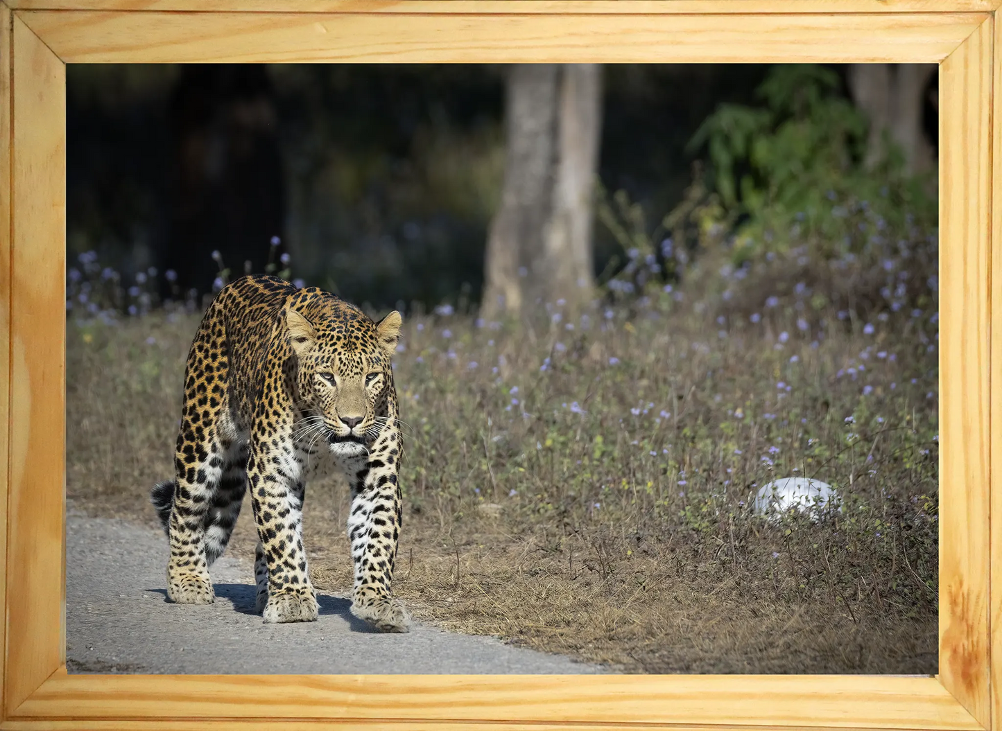 A Head-On with the Ghost of Rajaji