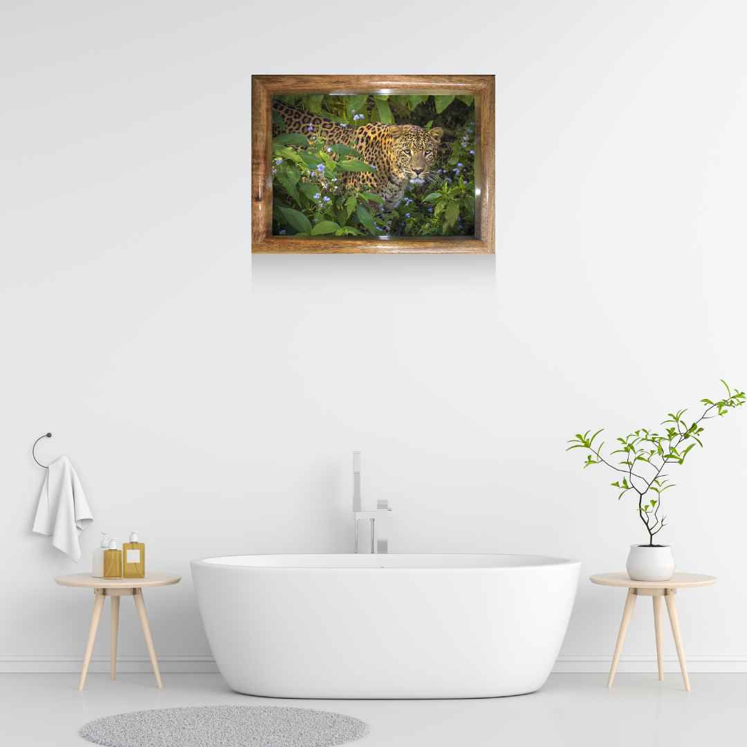 Face à face avec le fantôme – Le commandement de Bhagira | Photographie animalière | Décoration murale léopard | Dimensions : 61 x 81 cm