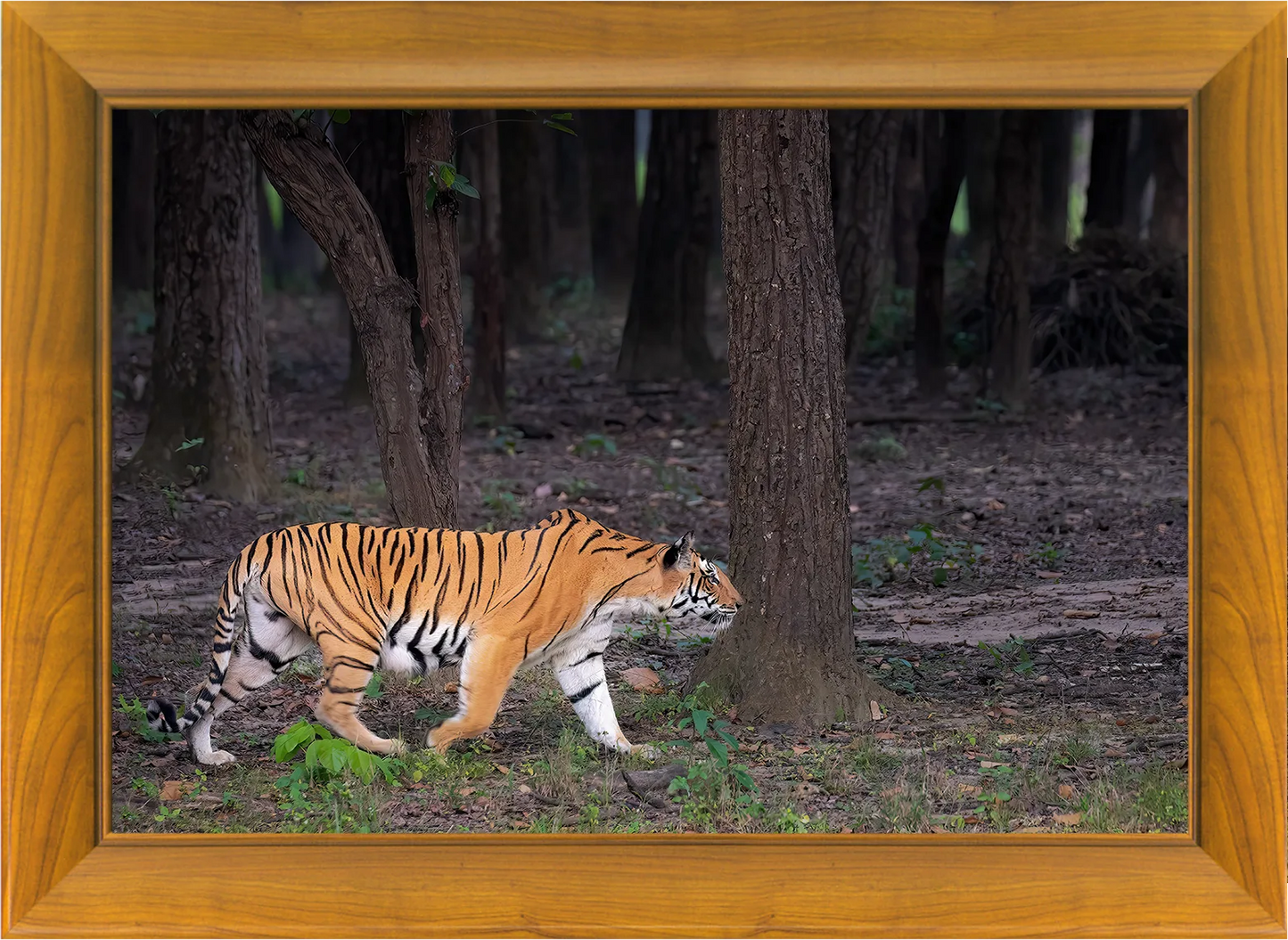जंगली बाघ पहरा देते हुए - हस्तनिर्मित लकड़ी का फोटो फ्रेम | वन्यजीव कला दीवार सजावट